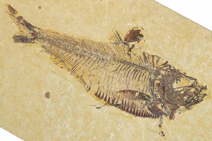 Detailed Fossil Fish (Diplomystus) - Wyoming #355609